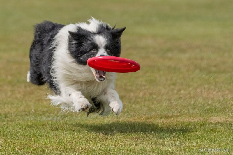 DSC00702.JPG - Dogfrisbee