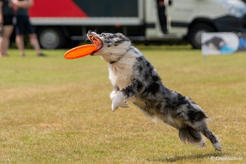 DSC00738.JPG - Dogfrisbee