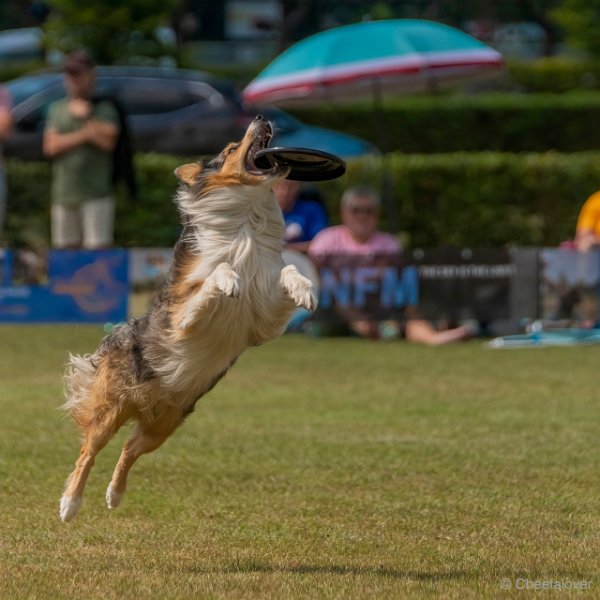 DSC00764.JPG - Dogfrisbee