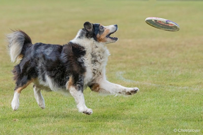 DSC00802.JPG - Dogfrisbee