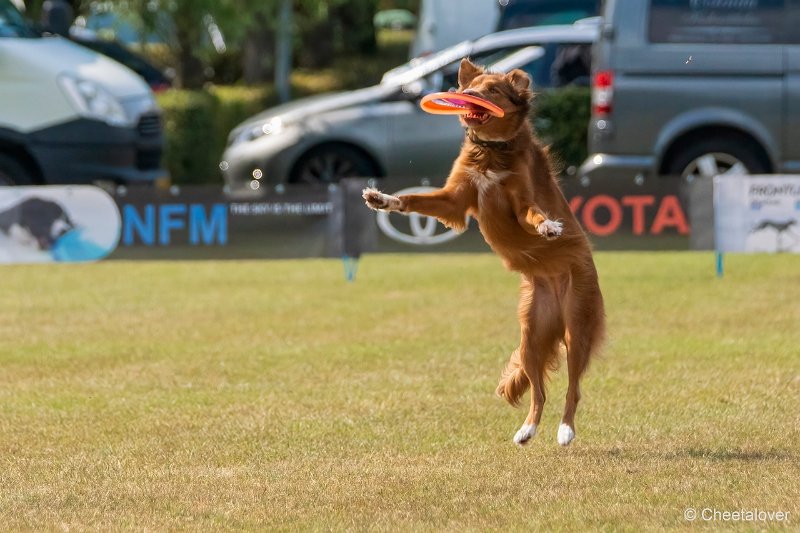 DSC00831.JPG - Dogfrisbee