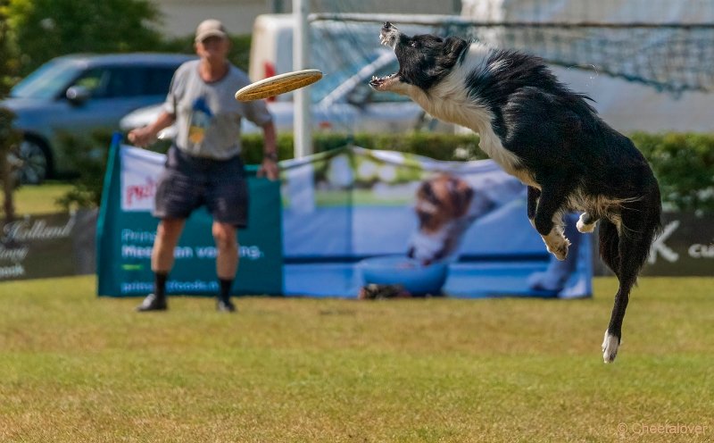 DSC00885.JPG - Dogfrisbee