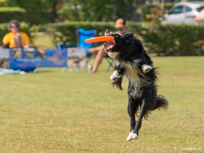 DSC00906.JPG - Dogfrisbee