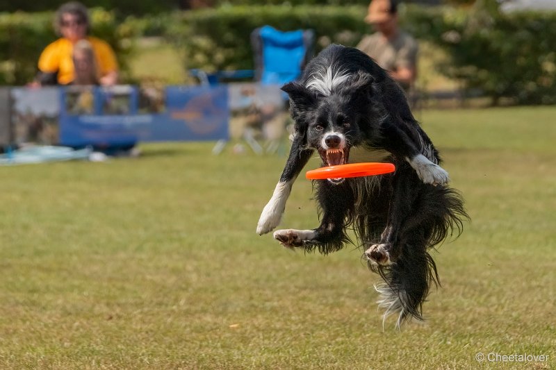 DSC00907.JPG - Dogfrisbee