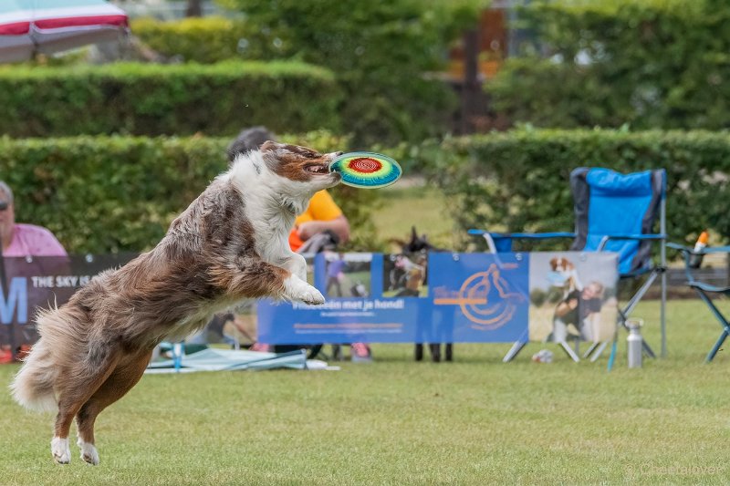 DSC00984.JPG - Dogfrisbee