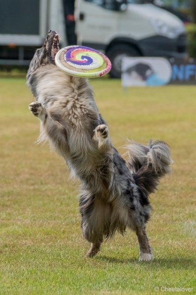 DSC01007.JPG - Dogfrisbee