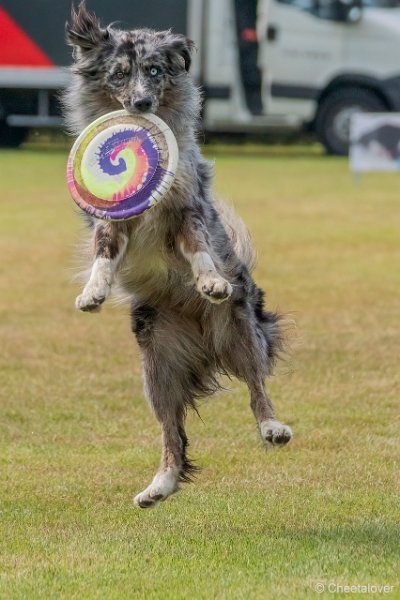 DSC01009.JPG - Dogfrisbee