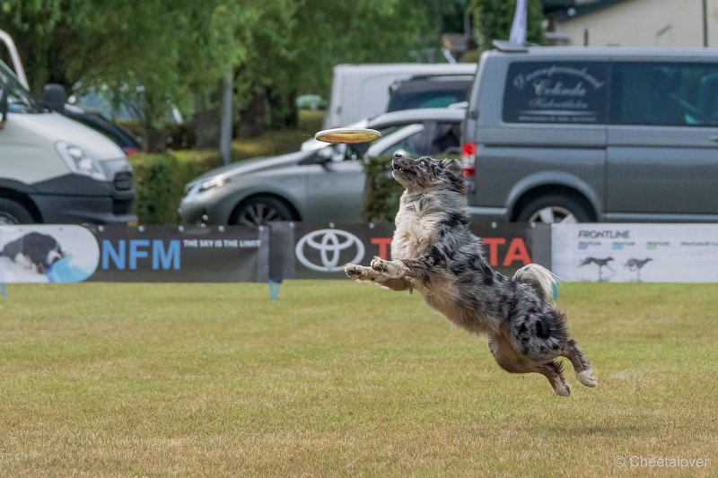 DSC01019.JPG - Dogfrisbee