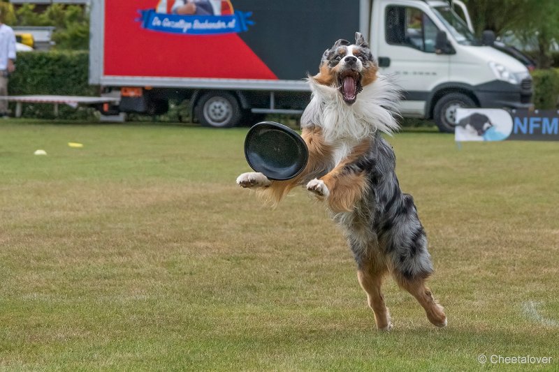 DSC01062.JPG - Dogfrisbee