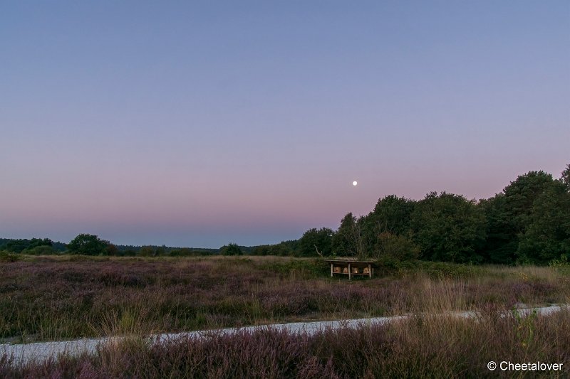 DSC00008.JPG - Regte Heide