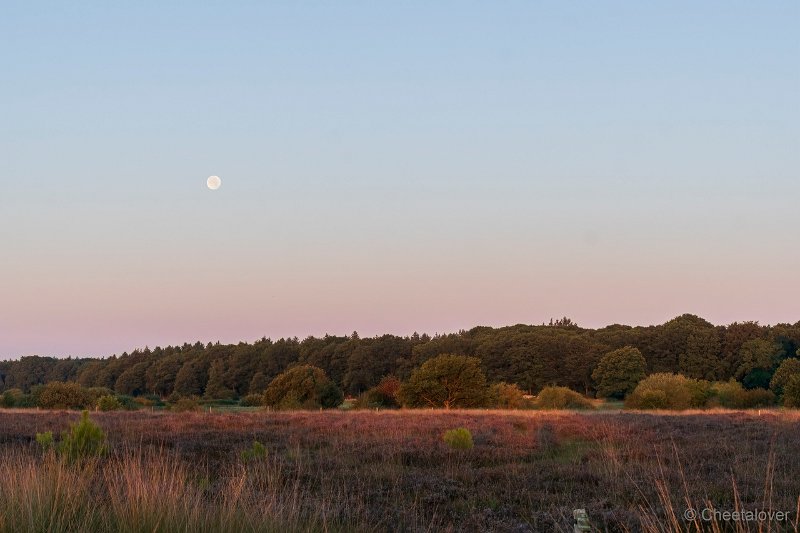 DSC00034.JPG - Regte Heide