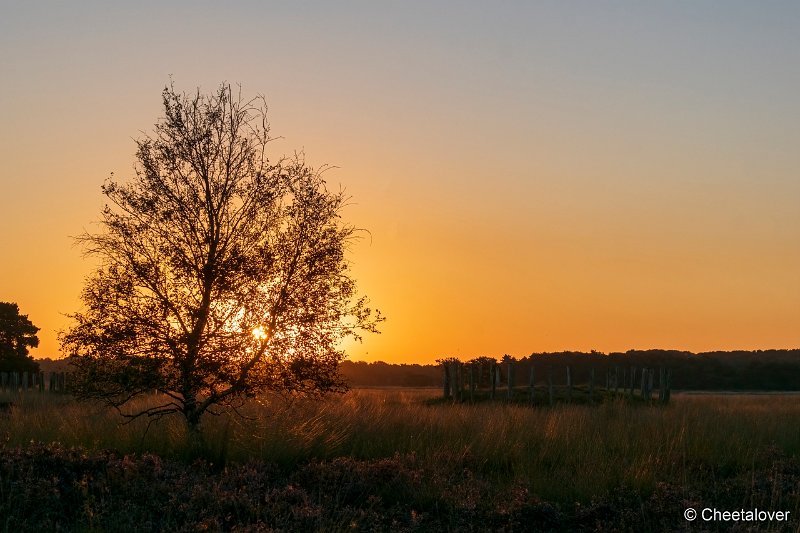 DSC00036.JPG - Regte Heide