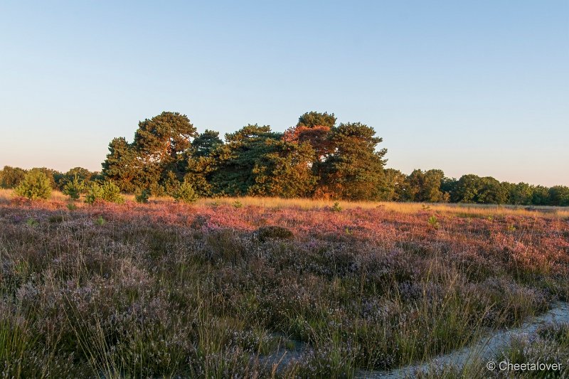 DSC00056.JPG - Regte Heide