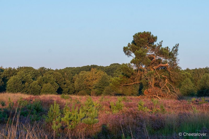 DSC00065.JPG - Regte Heide