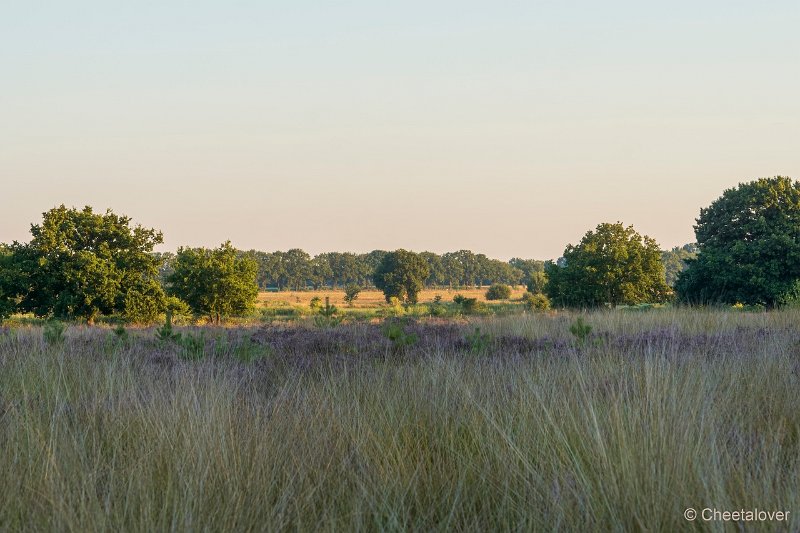 DSC00090.JPG - Regte Heide