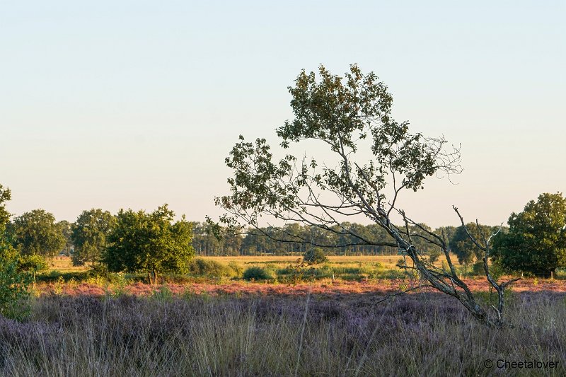 DSC00093.JPG - Regte Heide