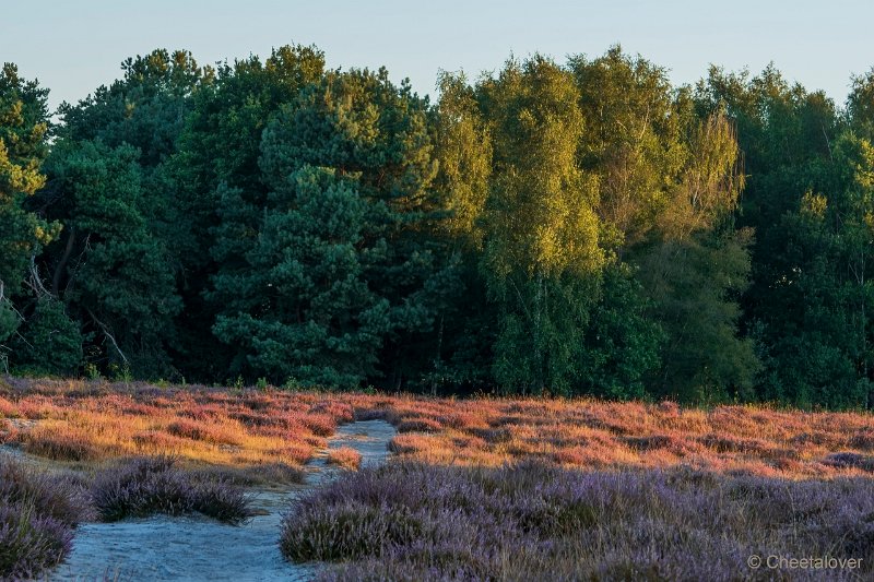 DSC00104.JPG - Regte Heide