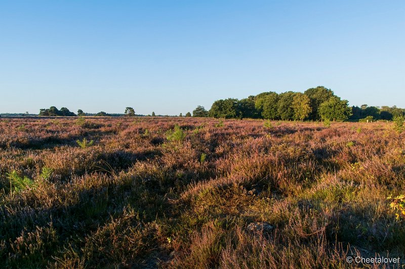 DSC00108.JPG - Regte Heide