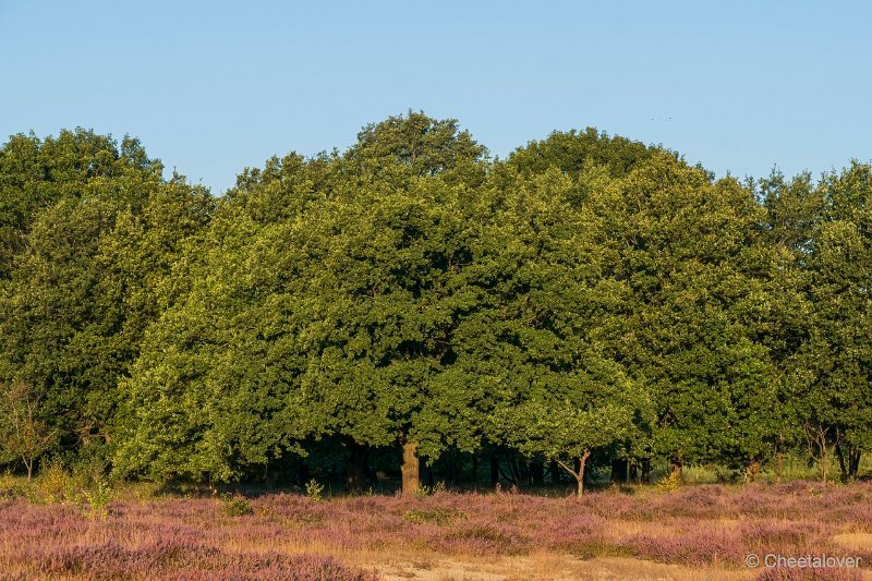 DSC00116.JPG - Regte Heide