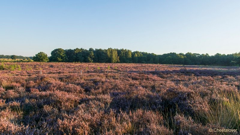 DSC00118.JPG - Regte Heide