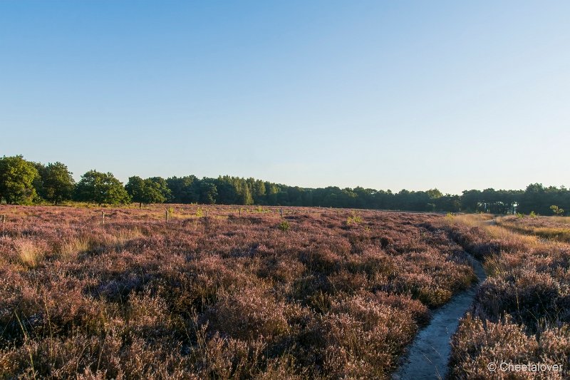 DSC00122.JPG - Regte Heide