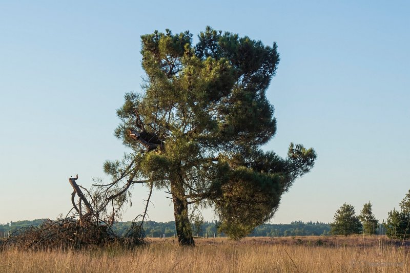 DSC00123.JPG - Regte Heide