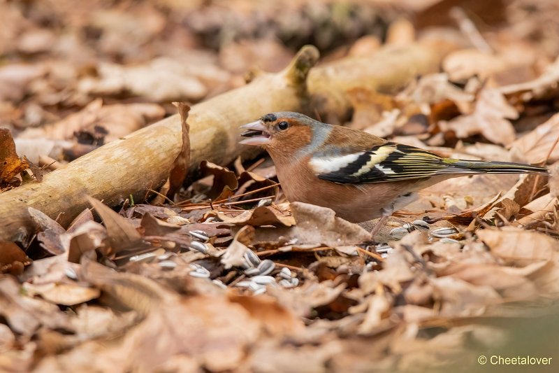 DSC00054.JPG - Vink