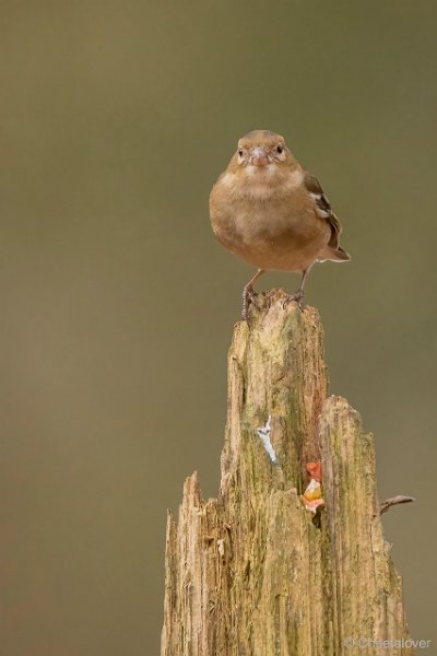 DSC00137.JPG - Vink