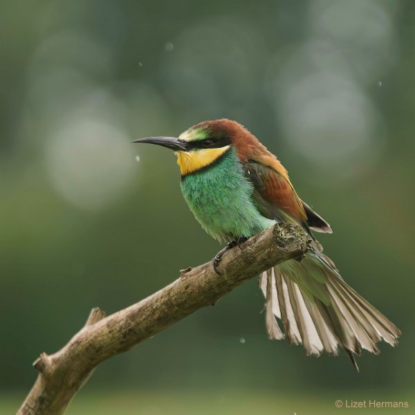 _DSC0279-Verbeterd-NR-bewerkt.JPG - De Valk Roofvogels