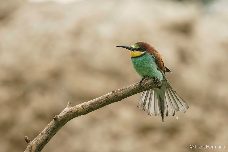 _DSC0308-Verbeterd-NR-bewerkt.JPG - De Valk Roofvogels