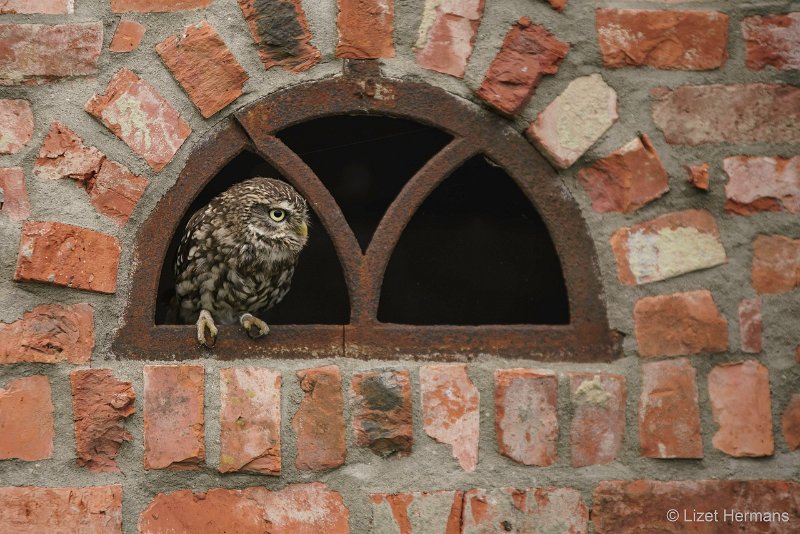 _DSC0688-bewerkt.JPG - De Valk Roofvogels