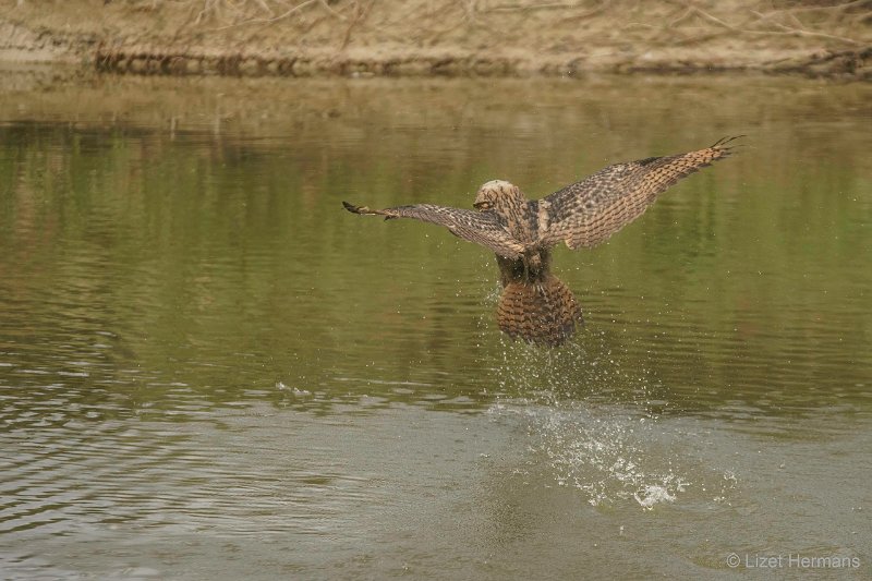 _DSC0808-bewerkt-bewerkt-bewerkt.JPG - De Valk Roofvogels