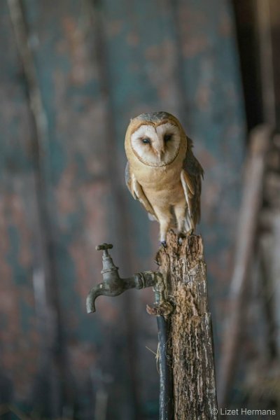 _DSC1129-bewerkt.JPG - De Valk Roofvogels