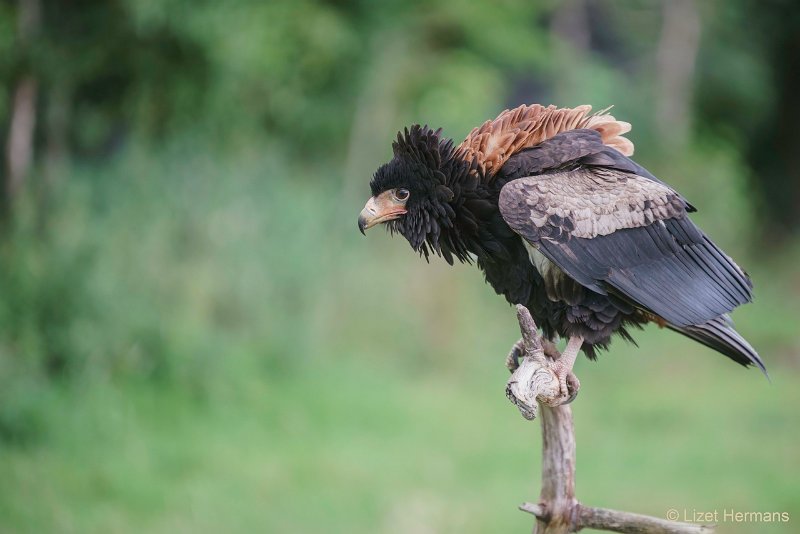 _DSC1199-bewerkt.JPG - De Valk Roofvogels