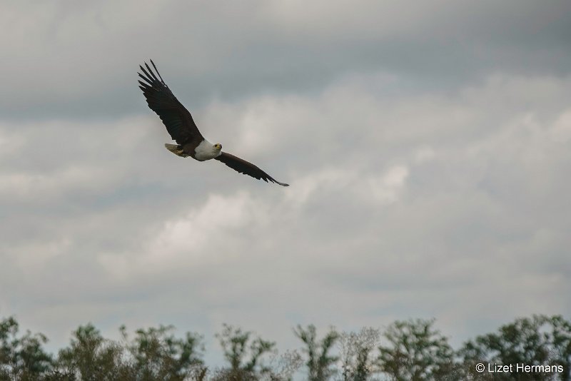 _DSC1330-bewerkt.JPG - De Valk Roofvogels