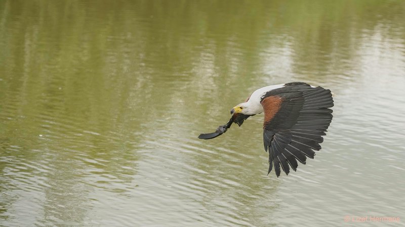 _DSC1350-bewerkt.JPG - De Valk Roofvogels