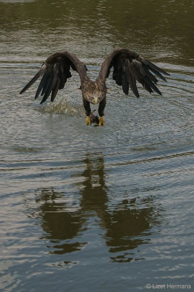 _DSC1471-bewerkt.JPG - De Valk Roofvogels