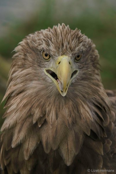 _DSC1499-bewerkt.JPG - De Valk Roofvogels