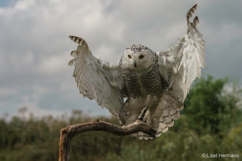 _DSC1541-bewerkt.JPG - De Valk Roofvogels