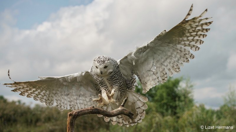 _DSC1543-bewerkt.JPG - De Valk Roofvogels