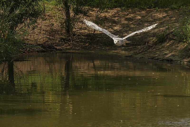 _DSC1614-bewerkt.JPG - De Valk Roofvogels