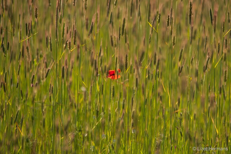 _DSC0118.JPG - Landgoed de Hoevens