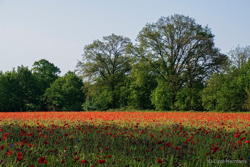 _DSC0183.JPG - Landgoed de Hoevens