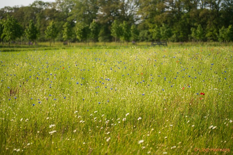 _DSC0234.JPG - Landgoed de Hoevens