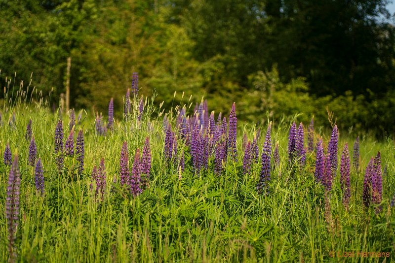 _DSC0246.JPG - Landgoed de Hoevens