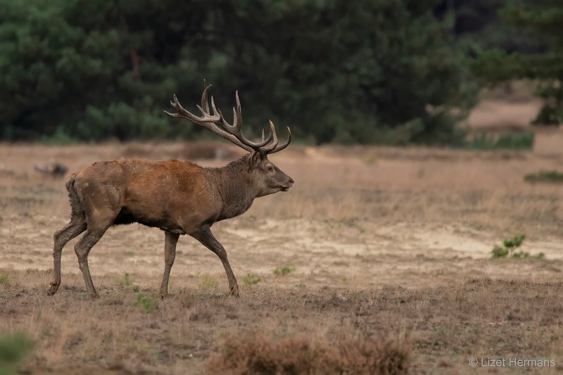 _DSC0002.JPG - Park de Hoge Veluwe