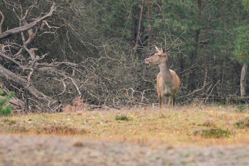 _DSC0109.JPG - Park de Hoge Veluwe