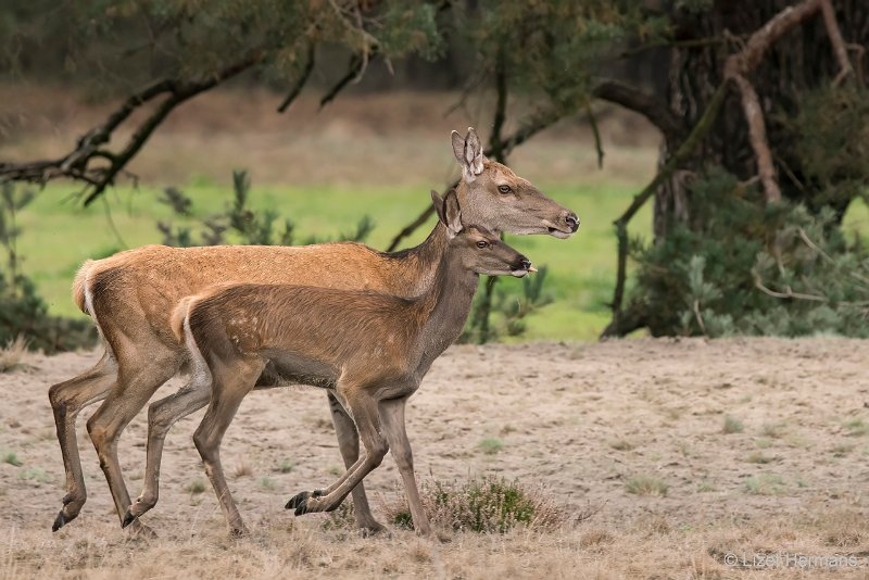 _DSC0870.JPG - Park de Hoge Veluwe