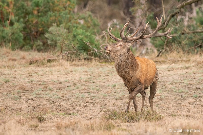 _DSC1144.JPG - Park de Hoge Veluwe