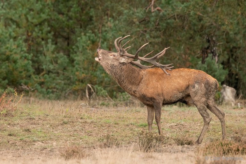 _DSC1184.JPG - Park de Hoge Veluwe